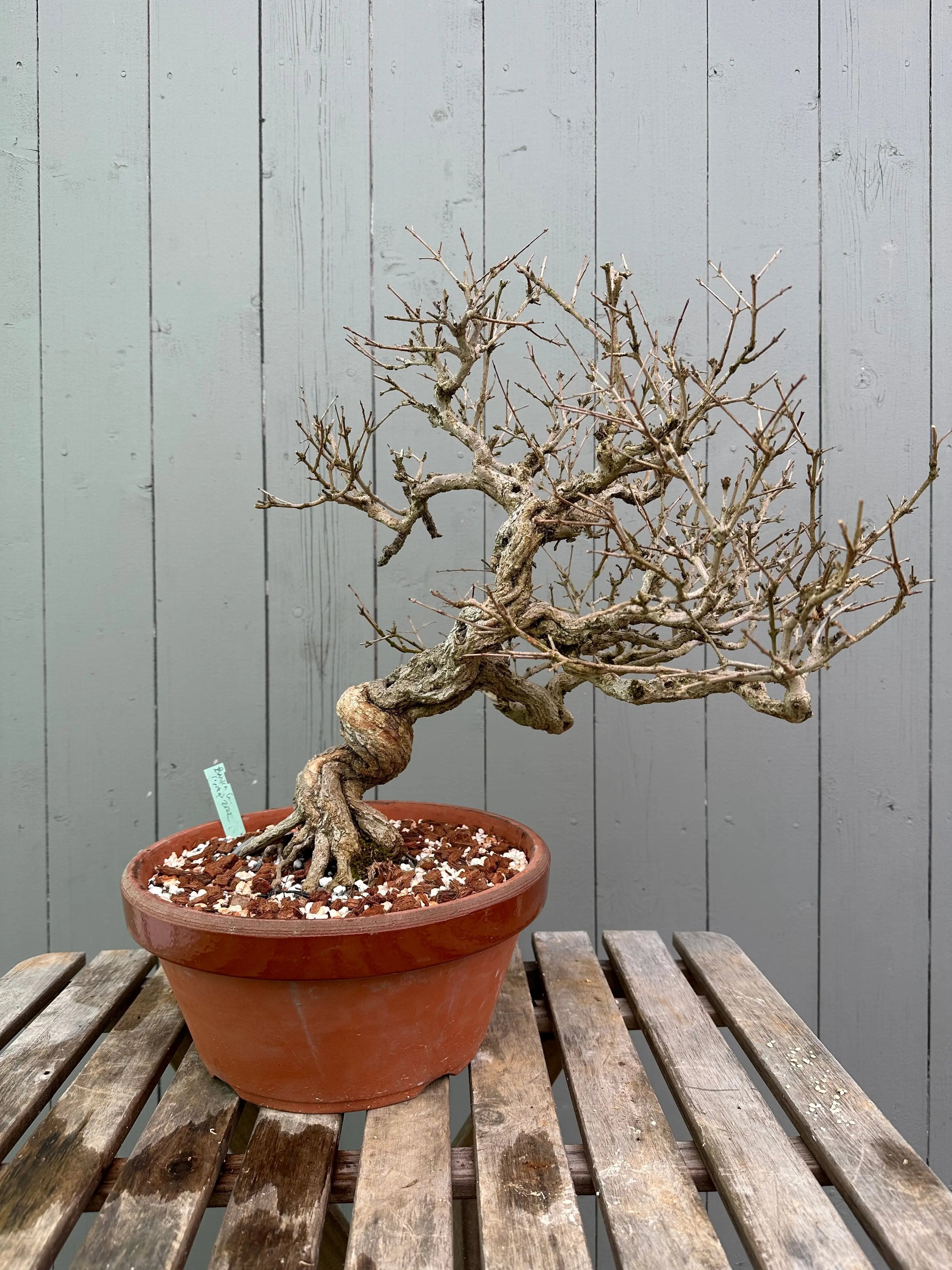 Pomegranate Neji-Kan Canada Bonsai