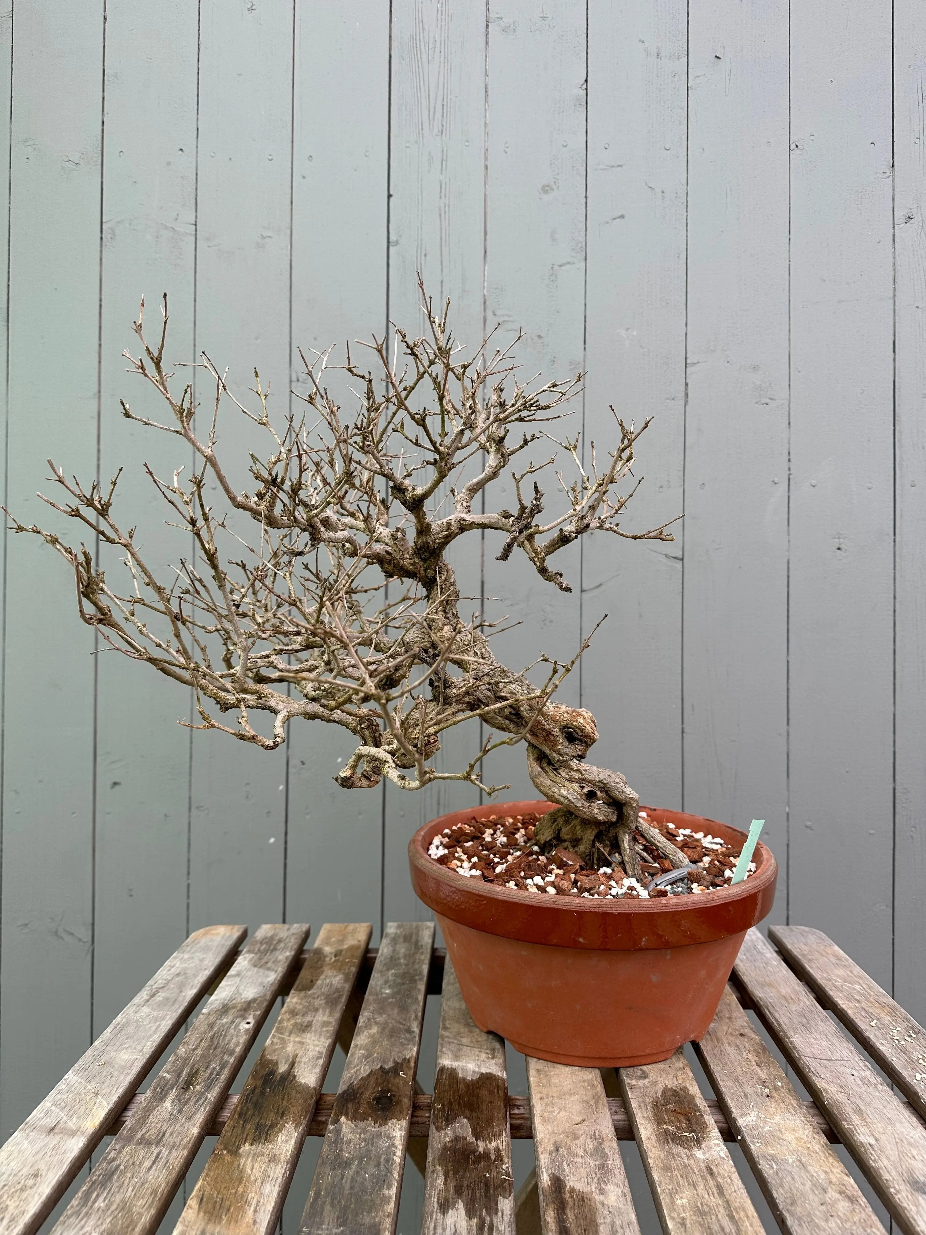 Pomegranate Neji-Kan Canada Bonsai