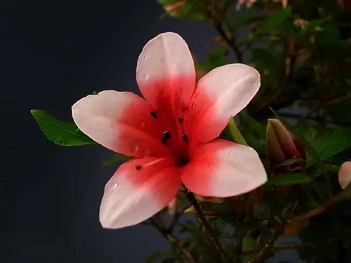 Satsuki Azalea 'Hi No Maru' Canada Bonsai