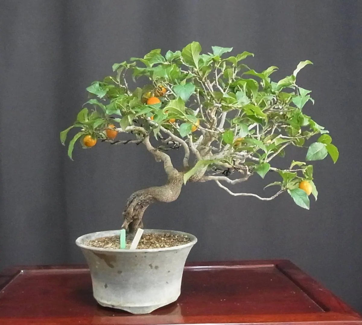 Persimmon Canada Bonsai